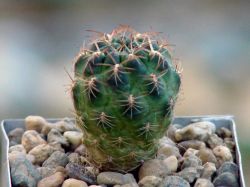 Sulcorebutia steinbachii