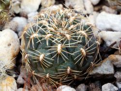 Sulcorebutia steinbachii v. polymorpha VJ 29