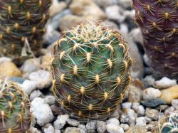 Sulcorebutia steinbachii v. tunariensis WK 229