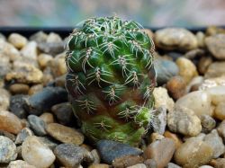 Sulcorebutia tarabucoensis VZ 45