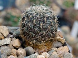 Sulcorebutia tarabucoensis ssp. hertusii VZ 201a