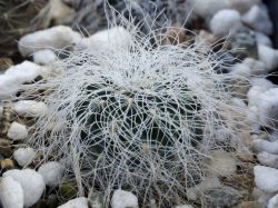 Sulcorebutia tarabucoensis ssp. patriciae VS 428