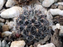 Sulcorebutia tiraquensis JO 667