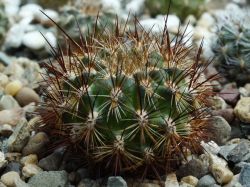 Sulcorebutia tiraquensis JO 667
