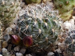 Sulcorebutia tiraquensis v. bicolorispina KK 809