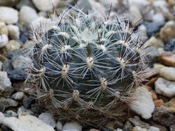 Sulcorebutia tiraquensis v. bicolorispina SE 129