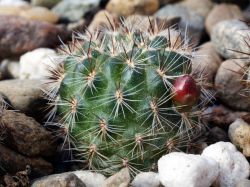 Sulcorebutia tiraquensis v. bicolorispina VS 377