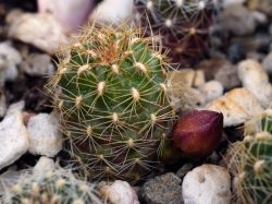 Sulcorebutia vargasii VS 961