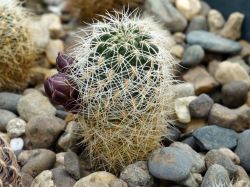 Sulcorebutia vasqueziana VS 345