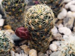 Sulcorebutia vasqueziana WR 284