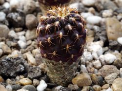 Sulcorebutia verticillacantha v. cuprea VZ 413