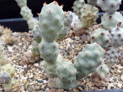 Tephrocactus articulatus f. inermis VG 671