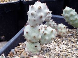 Tephrocactus articulatus f. inermis VG 817 #1