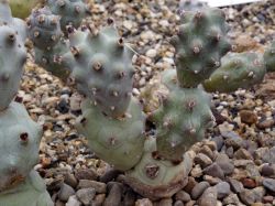 Tephrocactus articulatus f. inermis VG 817 #2