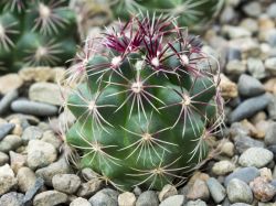 Thelocactus bicolor PAN 194