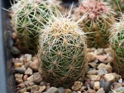 Thelocactus bicolor v. bolaensis RUS 028