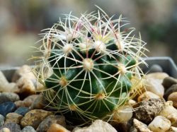 Thelocactus bicolor v. flavidispinus SB 424