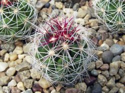 Thelocactus bicolor v. pottsii