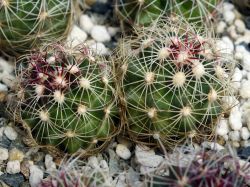 Thelocactus bicolor v. pottsii Двухголовый