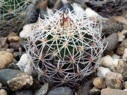 Thelocactus conothelos SB 302