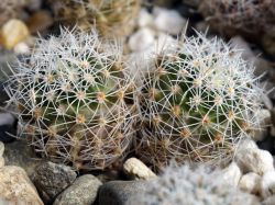Thelocactus conothelos SB 302 Двухголовый