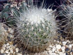Thelocactus conothelos v. argenteus