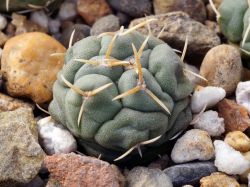 Thelocactus hexaedrophorus CSD 118