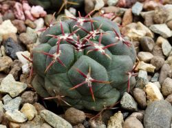 Thelocactus lloydii SB 113