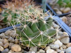 Thelocactus matudae L 744