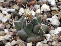 Thelocactus nidulans SS 219d