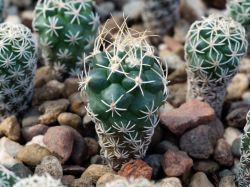 Turbinicarpus pseudomacrochele SB 1049