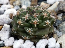 Turbinicarpus alonsoi TCG 21001