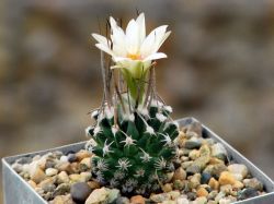 Turbinicarpus gracilis