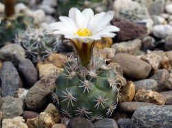 Turbinicarpus hoferi PP 202