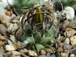 Turbinicarpus klinkerianus
