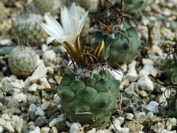 Turbinicarpus klinkerianus SB 275