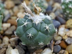 Turbinicarpus lophophoroides