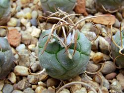 Turbinicarpus macrochele v. kupackii TCG 3002