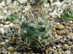 Turbinicarpus macrochele v. kupackii TCG 3002
