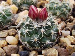 Turbinicarpus mombergeri MZ 661