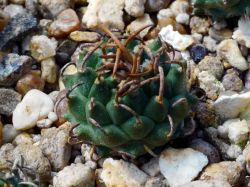 Turbinicarpus panarottoi