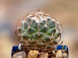 Turbinicarpus panarottoi MZ 620