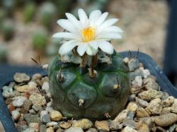 Turbinicarpus polaskii SB 269