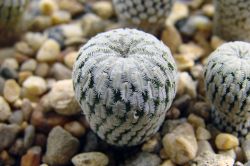 Turbinicarpus pseudopectinatus