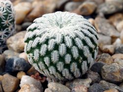 Turbinicarpus pseudopectinatus MZ 731