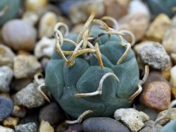 Turbinicarpus rioverdensis