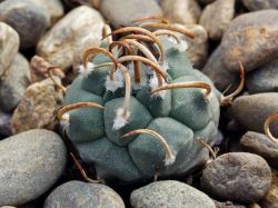 Turbinicarpus rioverdensis ssp. paoli BO 494