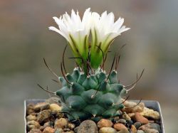 Turbinicarpus roseiflorus v. albiflorus