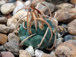Turbinicarpus schwarzii TCG 8003