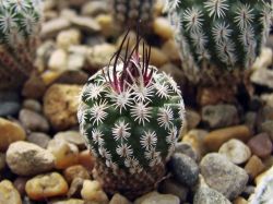Turbinicarpus spacellatus